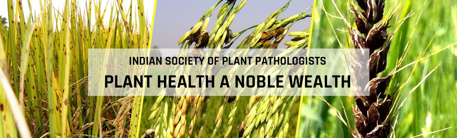 Indian Society of Plant Pathologists