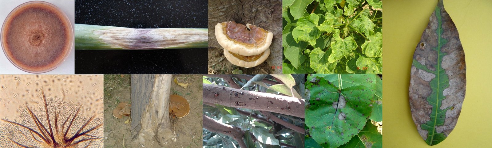 Indian Society of Plant Pathologists Slide